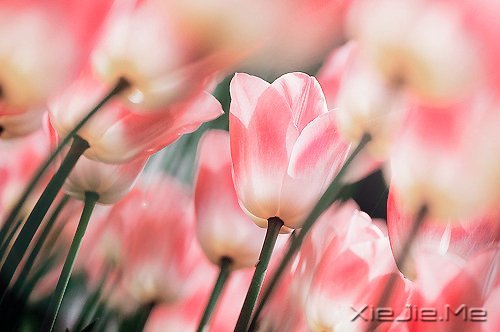 ��Ҫ������ң�ֻ�󰲰����� (10)