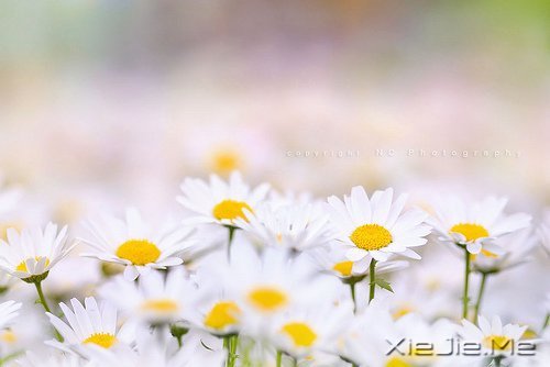 只要内心不乱,外界就很难改变你什么 (8)