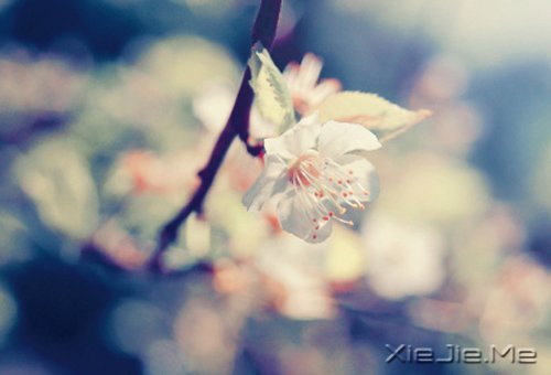 ��������ĸ��ӣ���������Թ� (5)