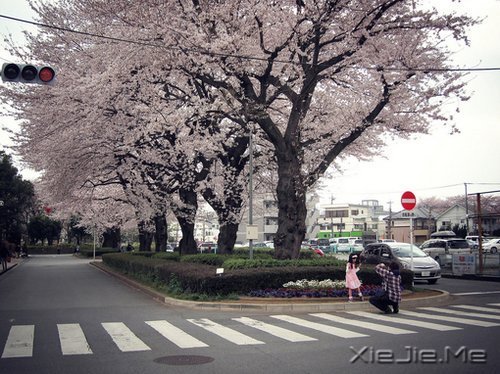 早安心语:安慰别人的话,终究安慰不了自己 (5)