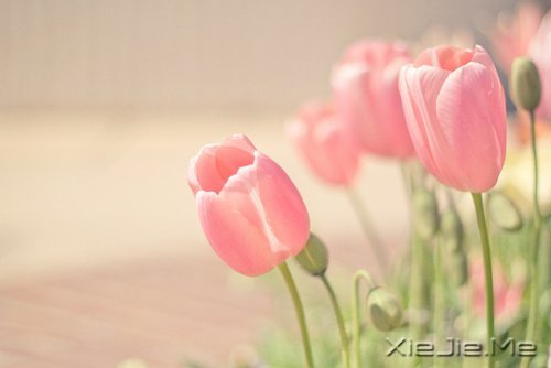 �簲�����ʰ���飬������· (1)