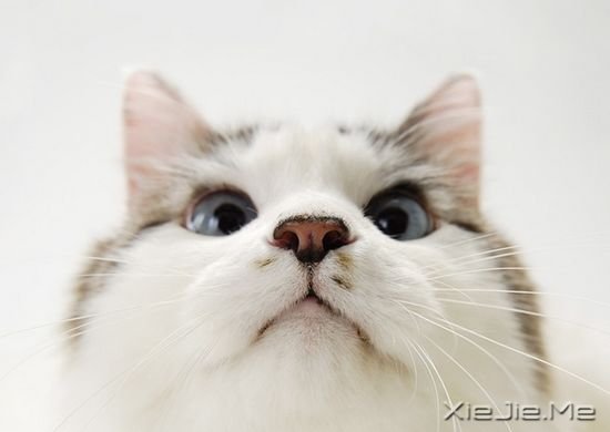 ����è���9�������Ӱ�Ƽ� (3)